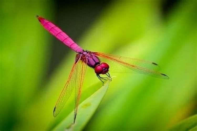 什么肥料能使叶子黑绿、用什么肥叶片发厚发绿