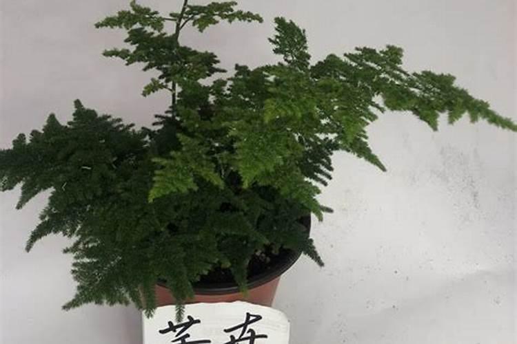 刚买回来的云竹怎么养