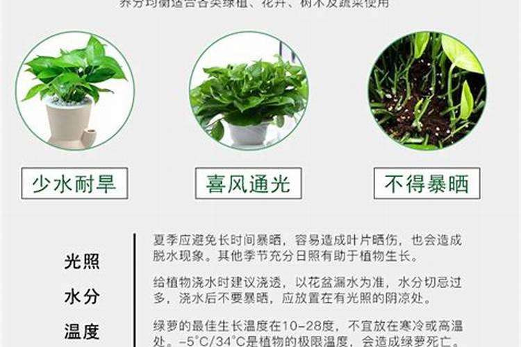 月季长出来的笋芽如何进行打顶