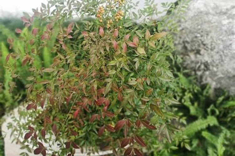 月季花谢后怎样修剪