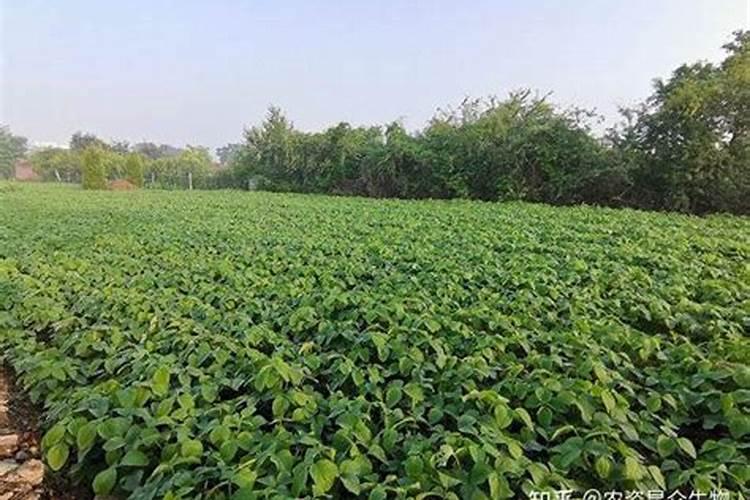 大豆重茬用什么肥好 如何才能避免减产