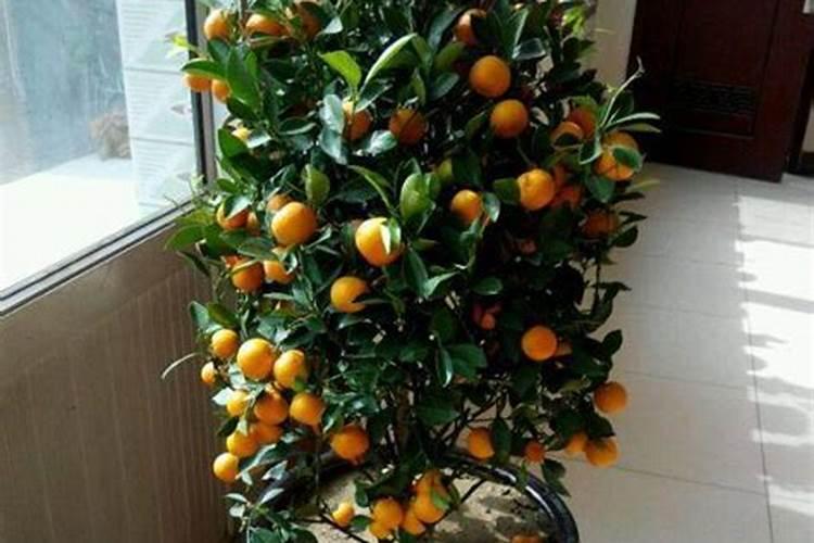 金桔什么时候开花结果 金桔什么时间开花结果