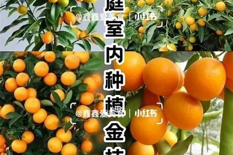 芸苔素内酯如何兑水