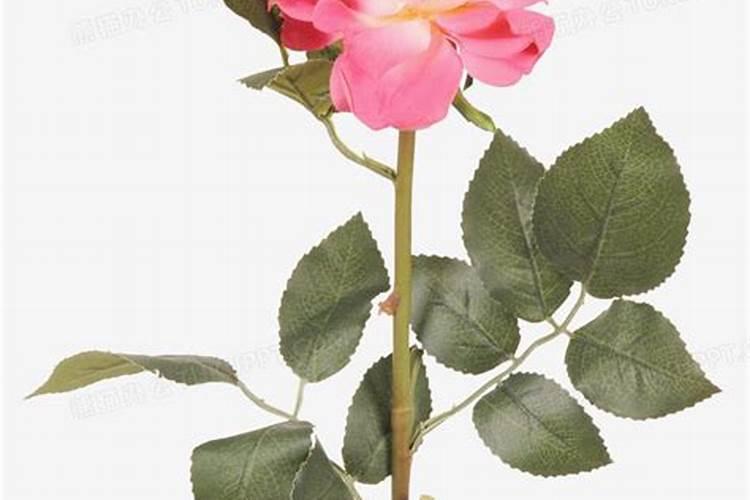 七叶一枝花怎么种植:怎么育苗、施什么肥？