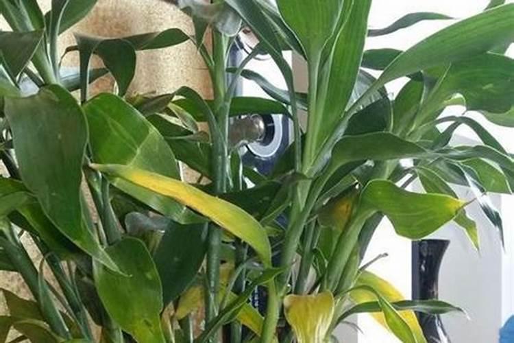 种植七叶一枝花的最佳肥是那种,壮苗