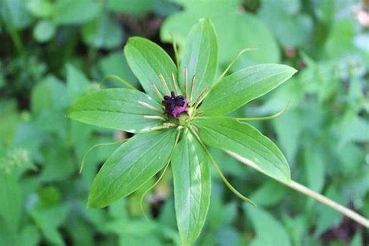 七叶一枝花有什么种植方法