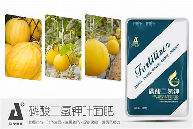 种香瓜用什么肥料最好