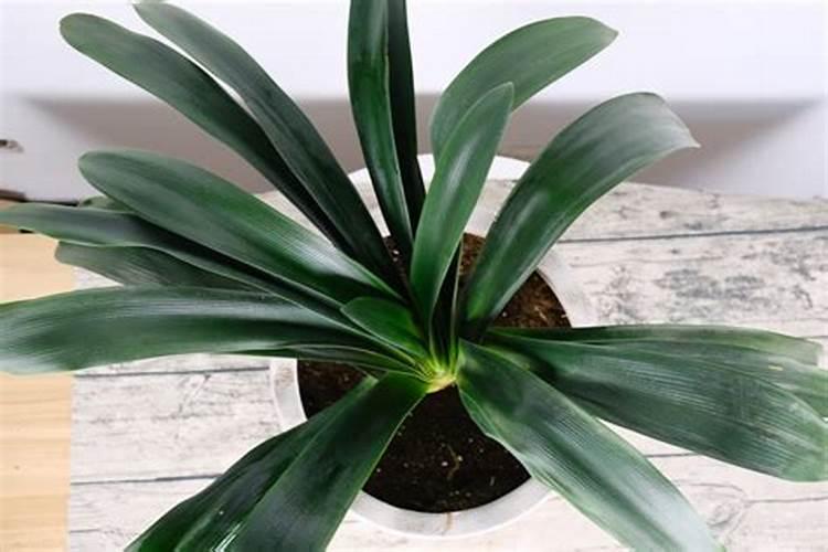 长寿君子兰秋天加点它,叶子肥的直流油,花苞开的止不住!