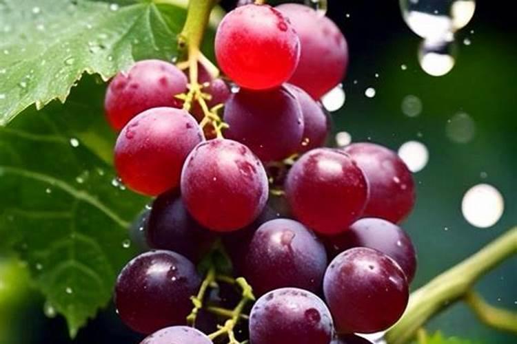 果树什么时间补硼效果更好？很多果农补了很多硼,但都浪费了