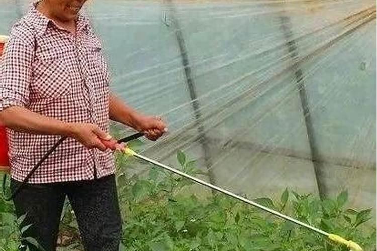 请问白酒可以当叶面肥吗？