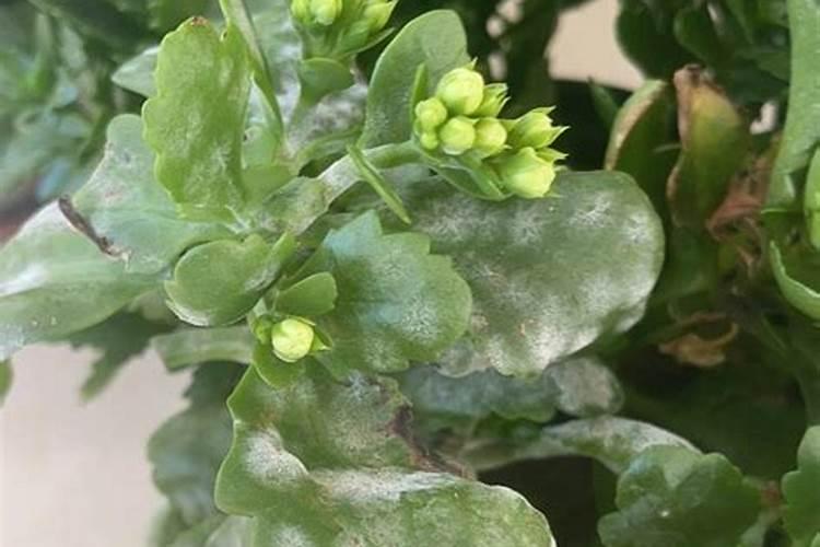 长寿花白粉病用什么药