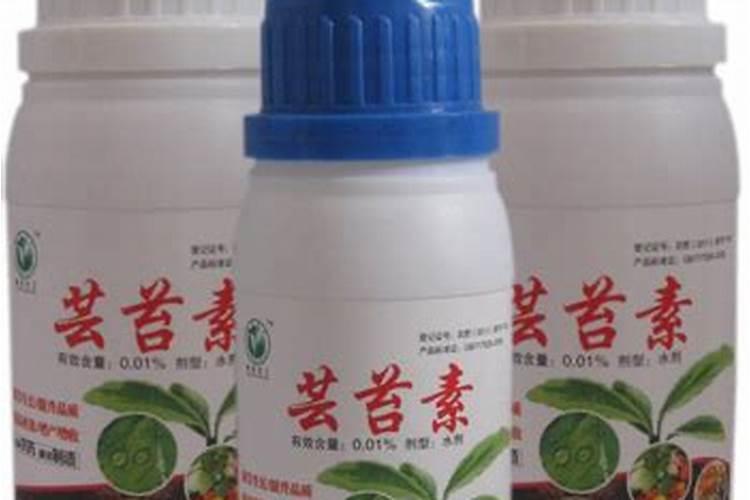 大棚西红柿阴天可以打药吗