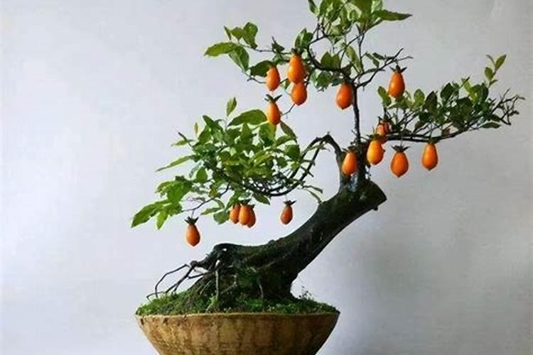 全国复合肥十大名牌排行榜(什么厂家牌子复合肥质量好)