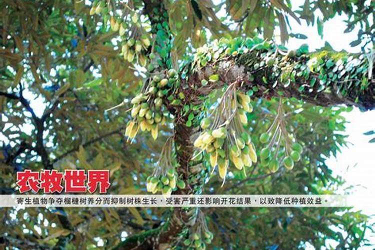 氨基酸叶面肥能控旺吗 氨基酸叶面肥如何控旺