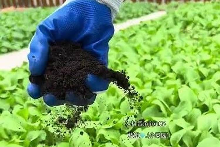 种菜需要施什么肥料