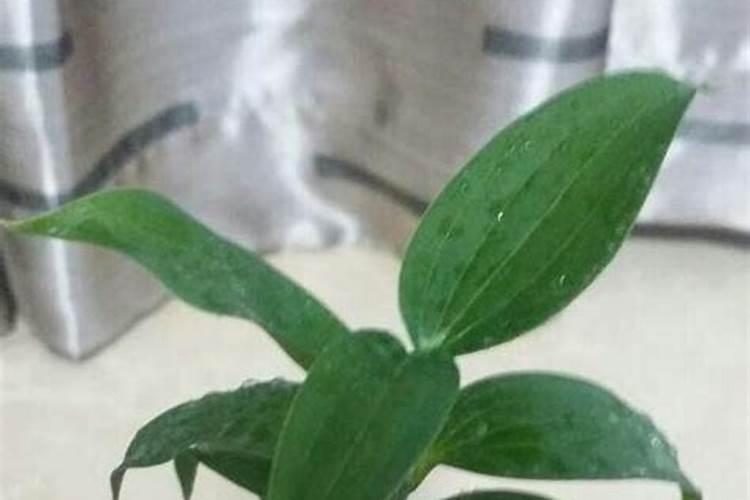 百合喜肥吗 喜欢施什么肥料