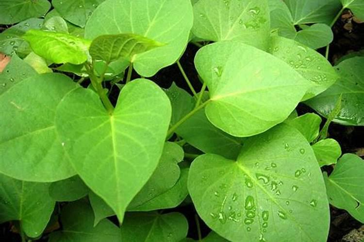 红薯的施肥方法？