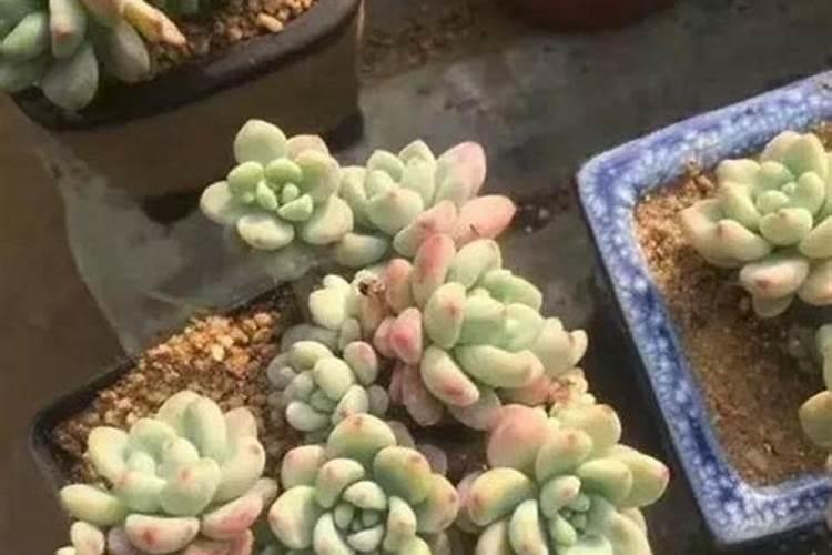 野杏仁的功效与作用