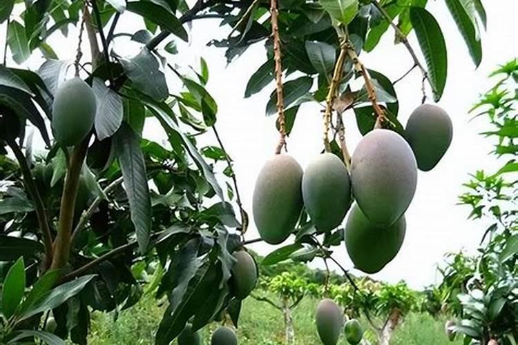 瓜果蔬菜叶面肥的正确使用方法(什么时候打叶面肥好)