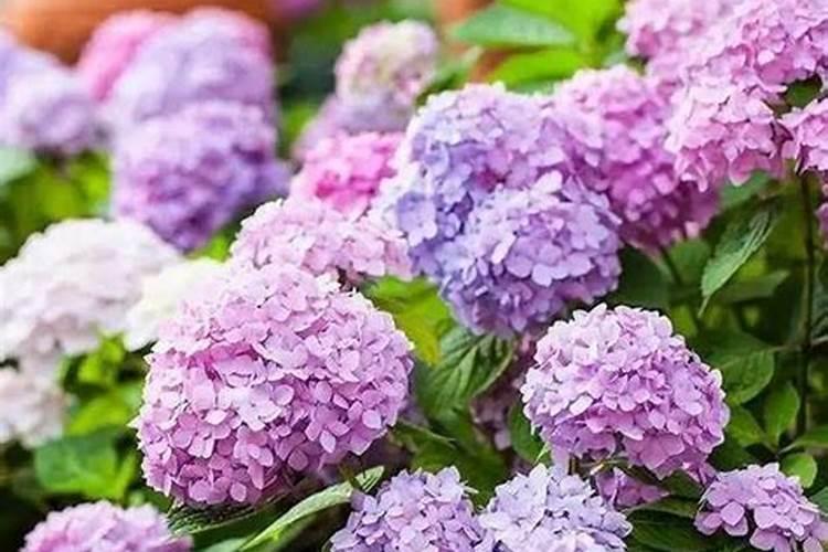 进口复合肥十大名牌