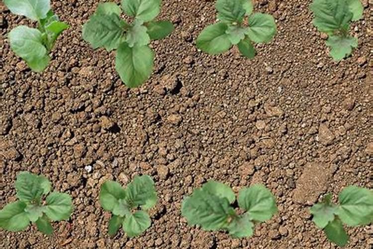 吃完水果剩下的果皮有什么妙用