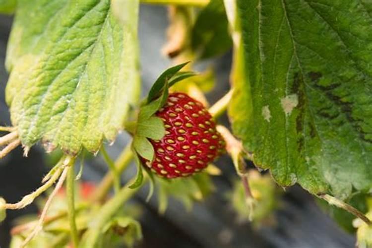 草莓红叶病怎么治