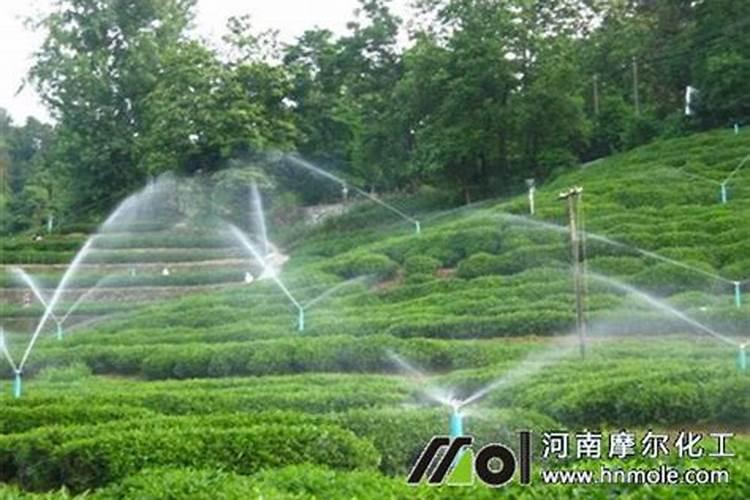 牧草最好用什么肥