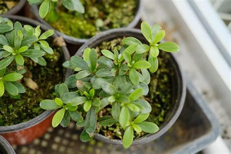 杜鹃花可以施氮肥吗