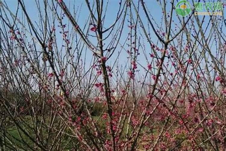 芸苔素飞防一亩用量