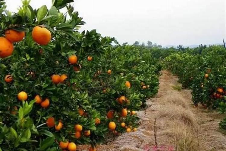 脐橙开花期,管理3个关键要点分析!