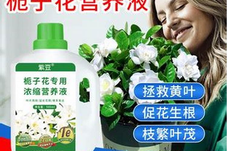 在北方栽植栀子花,为什么叶片易发黄