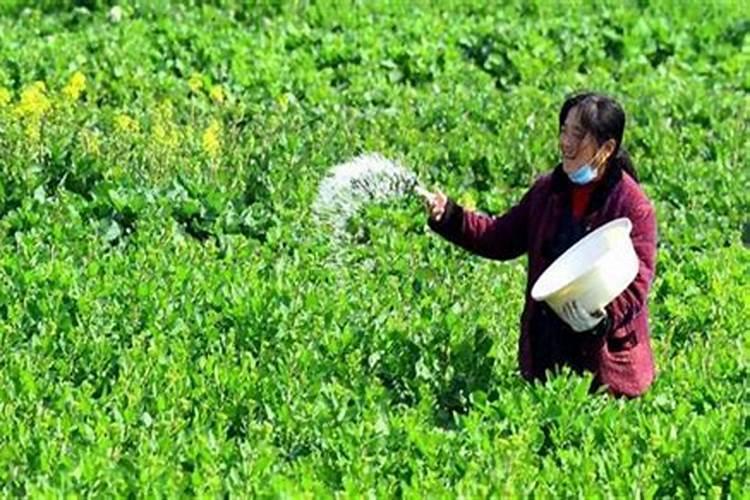 油菜该怎么施磷肥呢？油菜磷肥使用注意事项有哪些？