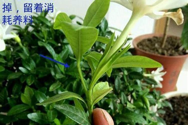入秋后怎么养栀子花二次开花