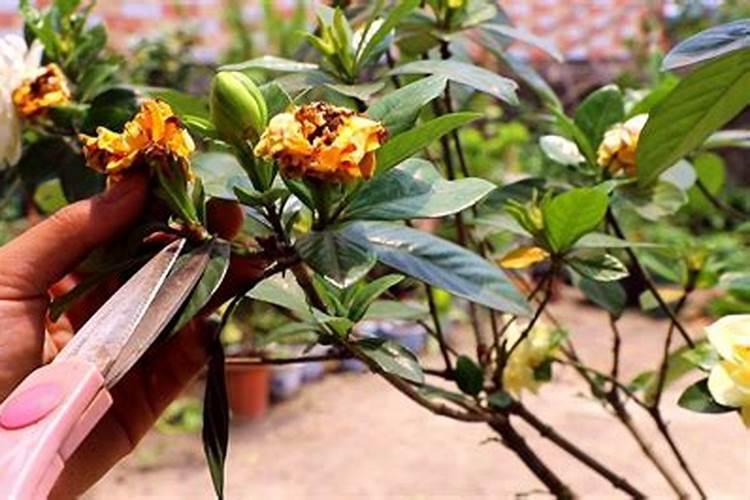 栀子花如何施肥年年开花大爆盆