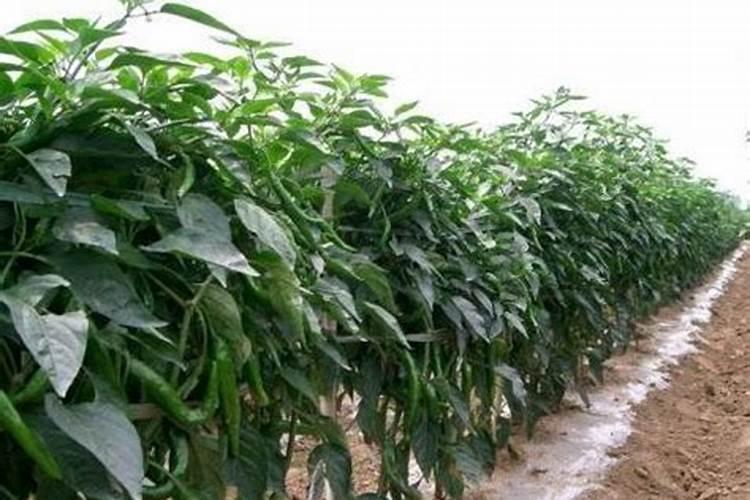 尖椒的种植广泛,尖椒种植技术要点是什么？