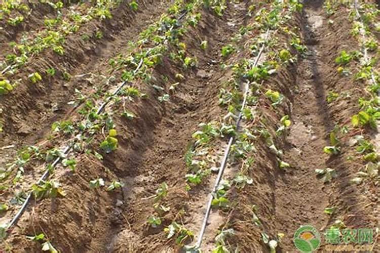 莘县叶面肥:果树喷施什么叶面肥,什么时候喷