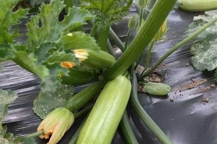 山茶花怎么过冬天