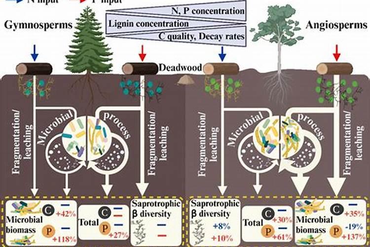 简述氮磷钾三种元素在土壤中的形态以及不同形态对植物的有效性如何