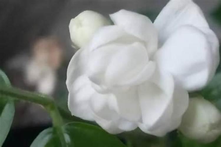 茉莉花各个时期应该如何施肥