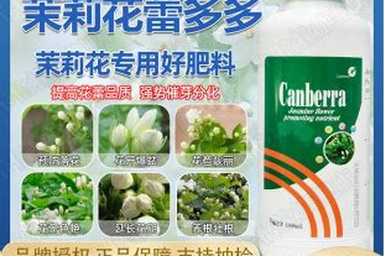 茉莉花如何养护冒出非常多的芽点