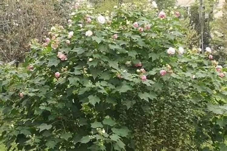 芙蓉花浇什么肥最好