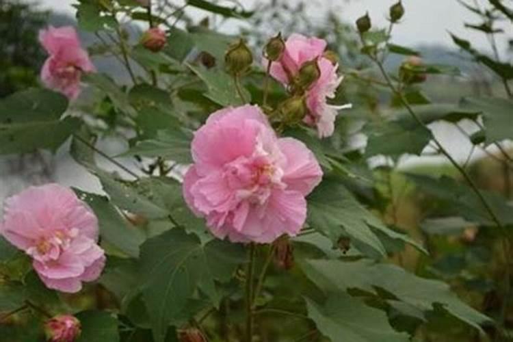 芙蓉花怎么施肥