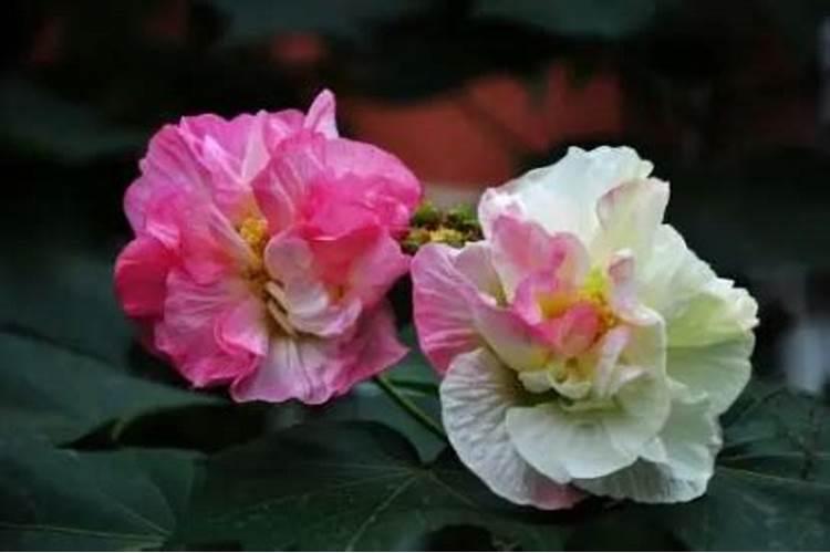 芙蓉花的养殖方法