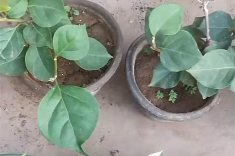 中生菌素最佳复配