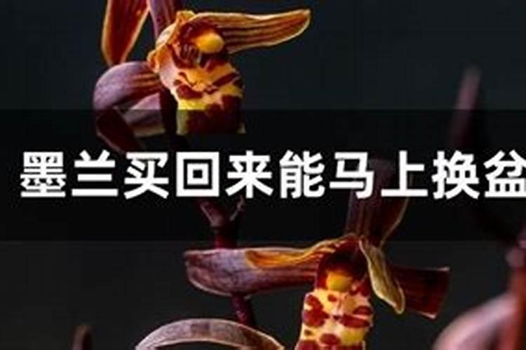 重茬土壤杀菌剂有哪些