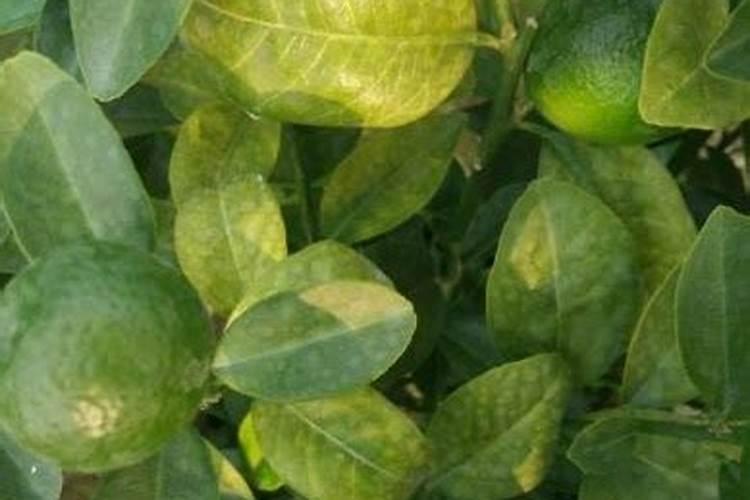 柑橘缺硼有哪些症状？