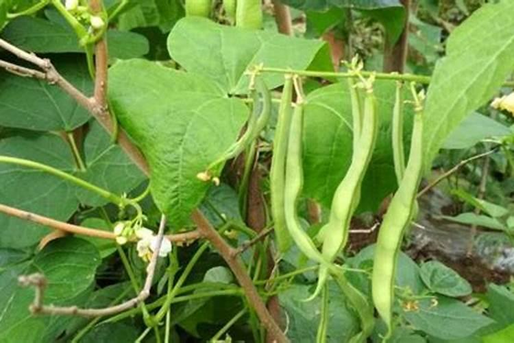 想提高四季豆产量需要注意哪些施肥技巧？