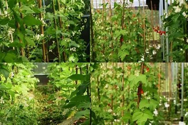 想提高四季豆产量需要注意哪些施肥技巧？