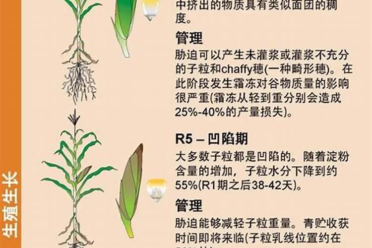 什么是高氮肥？