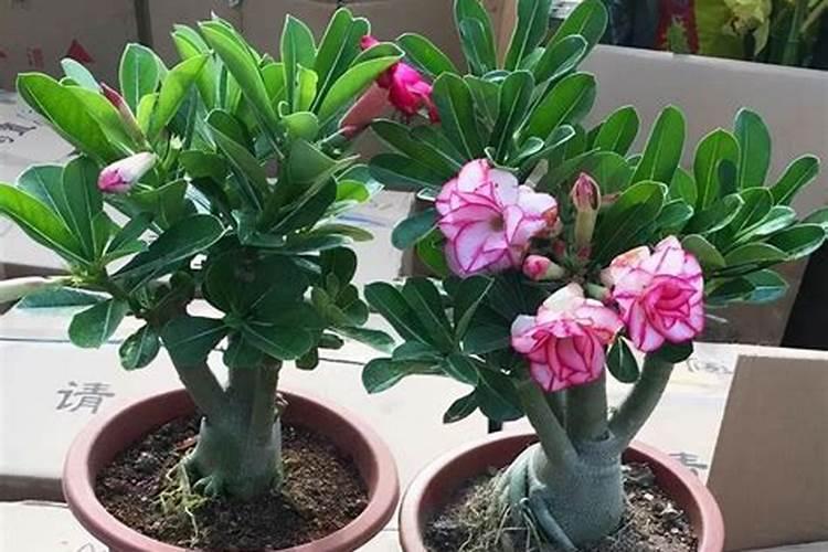 沙漠玫瑰叶子背面发红是什么原因